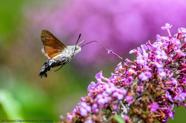 Exposition photos : Aisne, Terre nature et concours photo